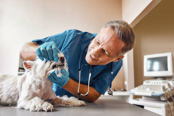 Best Walk-In Emergency Dental Services in Angier, NC